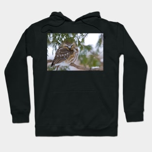 Sleeping Northern Saw Whet Owl - Ottawa, Ontario Hoodie